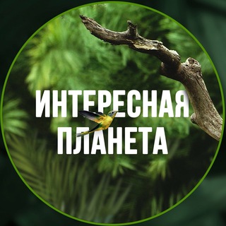 Интересная планета
