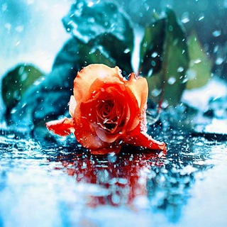 Цветочки🌹