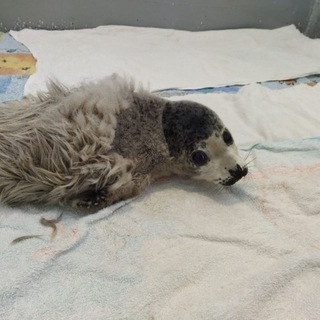 Тюленятник и все-все-все