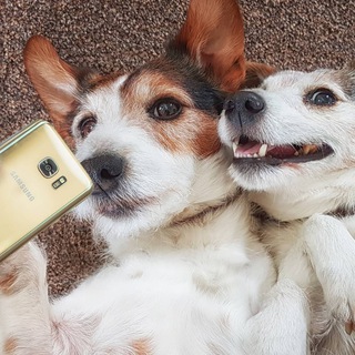 Собаки 🐶🐕🐩