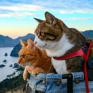 Тур мур - Путешествуем вместе🚀✨🎒