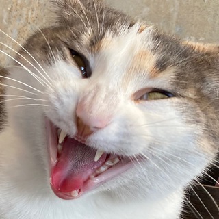 Опера, не прорываемся