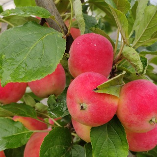 УЧЕНЫЙ АГРОНОМ