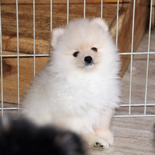 Питомник шпицев Удельная слобода