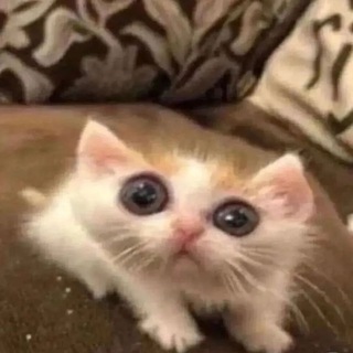 я котовий толстячок