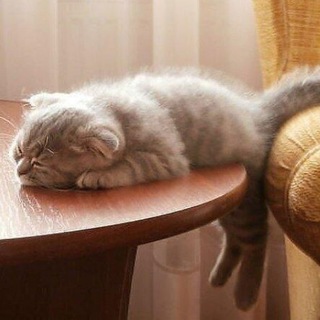 Юмор, приколы и шутки.