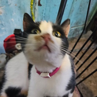 Кошечки и полевая кухня