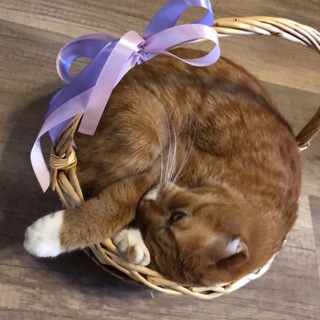 Щитпостилка авери ичо