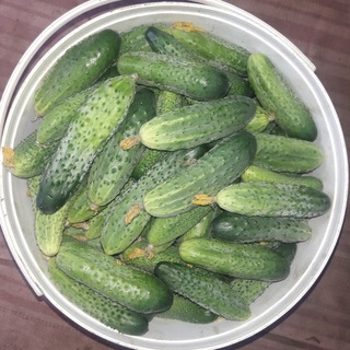 Ведро Огурцов