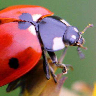 ЖИЗНЬ НАСЕКОМЫХ