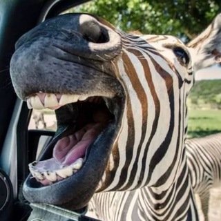 Zebra Fun