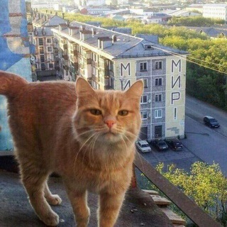 милые видео с котиками