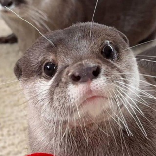 Выыдрыыы (выдры/otters)