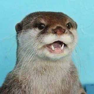 выдры и мемы 🦦