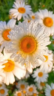 Красивые видео для сторис