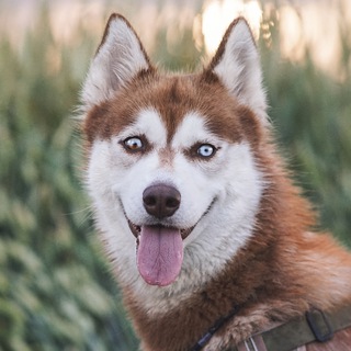 Жизнь с рыжей хаски