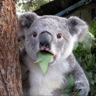 В мире животных