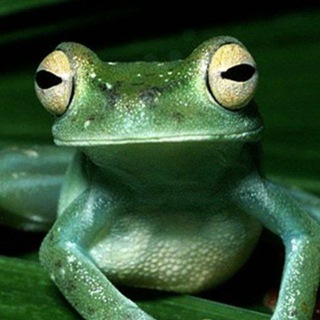 Лягушка(Волшебный кондуктор)