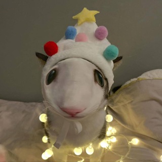 випуклі коти