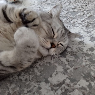 Всё про котов😼