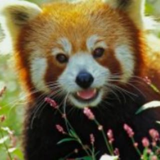 Все о животных!