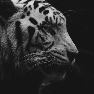 🇹 🇭 🇪 🇰 🇮 🇳 🇬