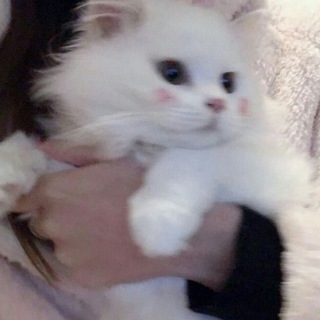 ◟✦ vvlxsy | футажи