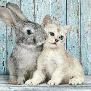 муркис😎🤦🏼‍♀️