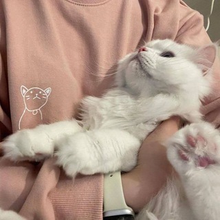 ˖ֺ𓏲࣪. печенье с предсказаниемⴰ༢