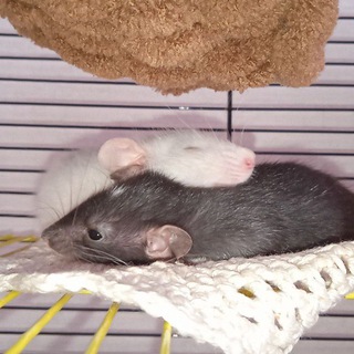 Любимые питомцы~🐁•🐀~