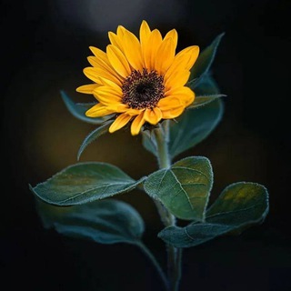 𝐆𝐔𝐑𝐀𝐁𝐀