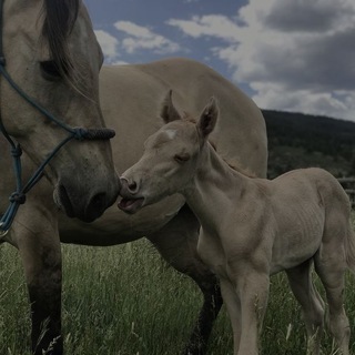 🤍жиɜнь ᴋᴏнниᴋᴏʙ🤍