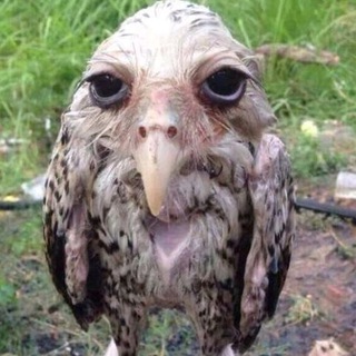 солевая сова inc