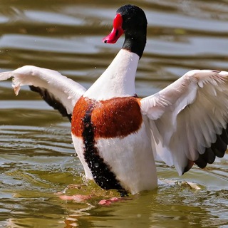 Дикая рязанская утка