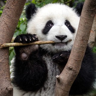 Сторонники Фонда природы