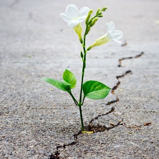 Дашины рифмы😉