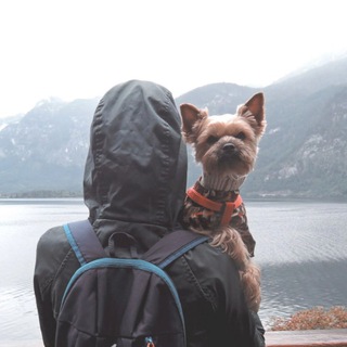 Woof Travel Vanlife 🚐🌍🐶 | на автодоме из Соболя | Yocubik