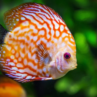 Аквариум 🌊