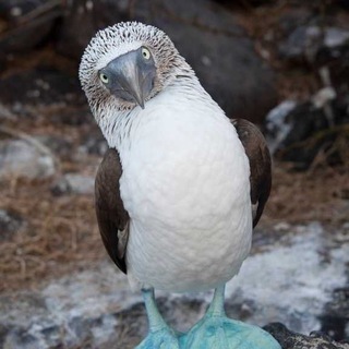 Что вы знаете о птичках?