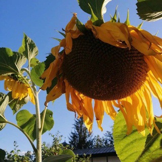 Про Партнерки