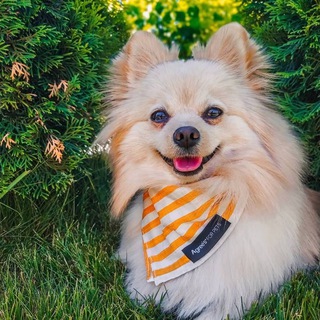 ЗооКосметика Agree’s FOR PETS