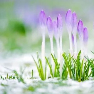 Психоэнергетические сессии. Твой расцвет 🌅🌹