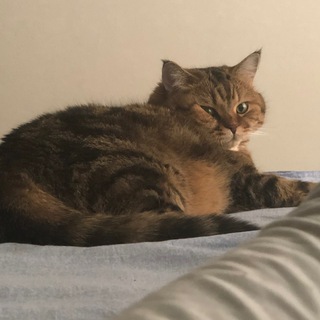 Агрессивная киномания