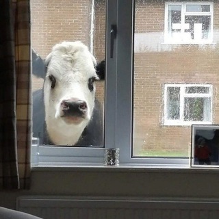 ЕДА НАВСЕГДА