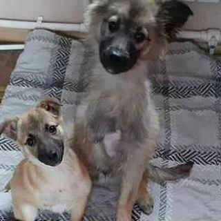 Приют для животных «Ушастая няня» (канал)