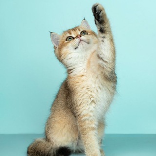 Приколы с животными