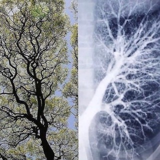 Твой истинный голос