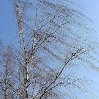 Ветер Северный