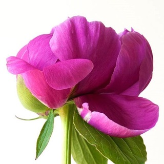 Гипнороды | Мягкие роды