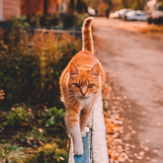 Затерянная Рязань